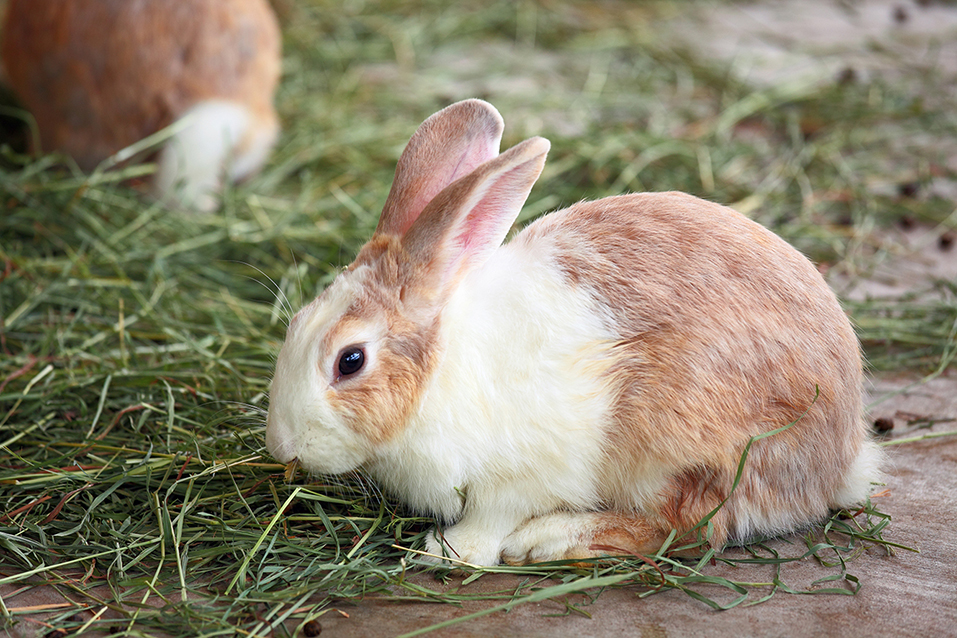 兔子會邊吃邊排便，排便量對身體很大影響！