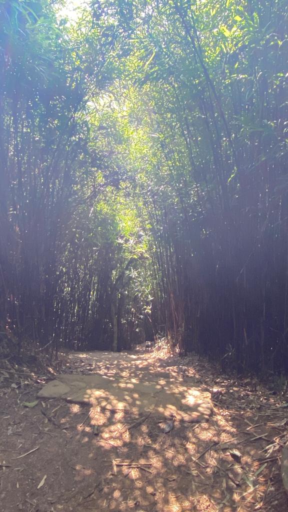 營地鄰近的河背水塘內，有打卡熱點之一的「竹林隧道」。