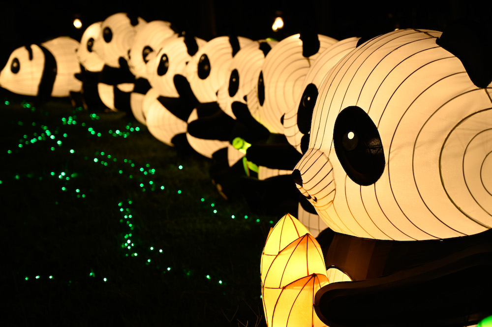 不同姿態的小熊貓造型的綵燈展出（圖片來源：康文署官網）