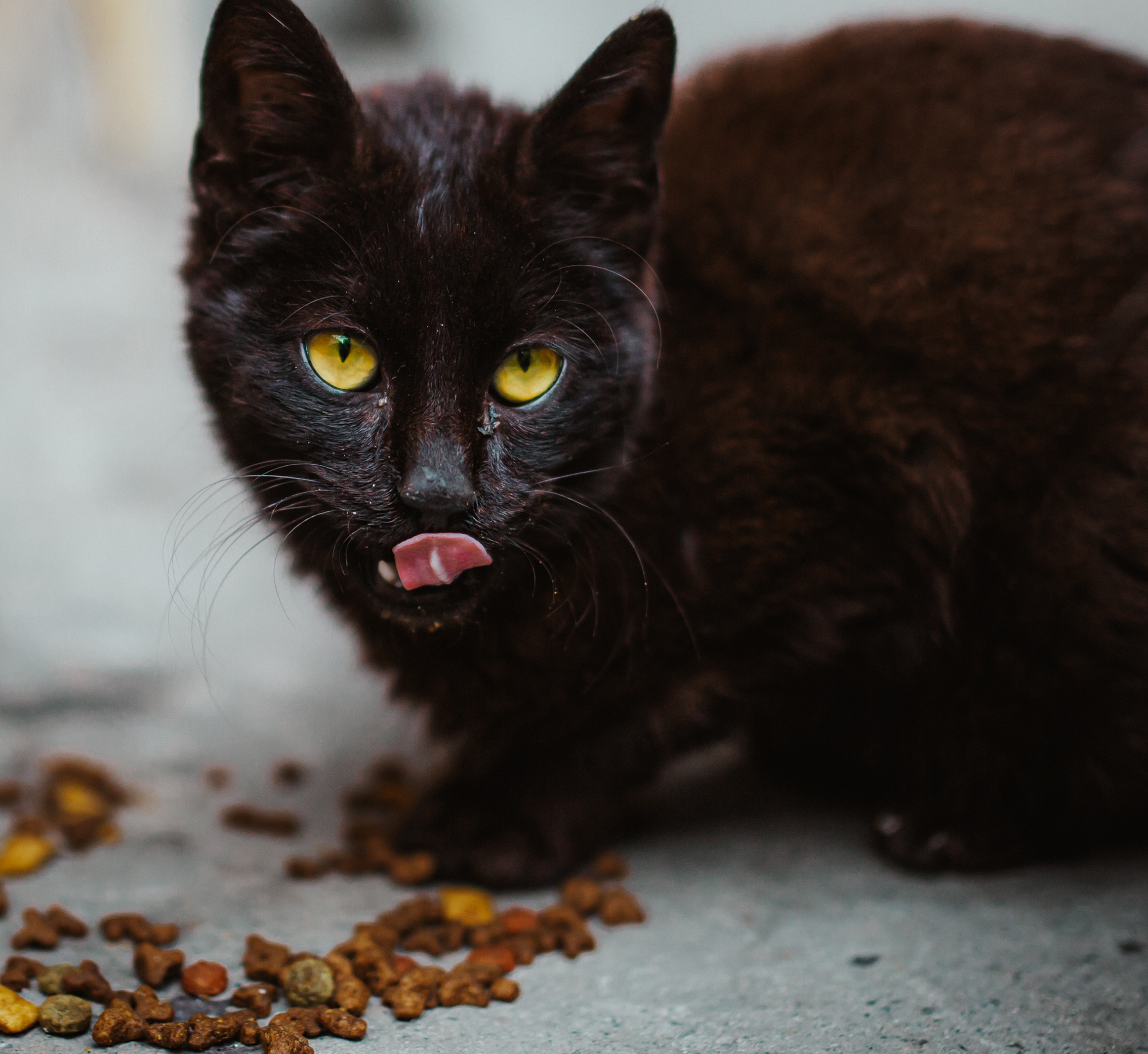 貓咪飲食過份油膩，會令牠們身體負擔變重