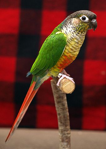 小太陽鸚鵡顏色非常鮮艷（圖片：Wikipedia）