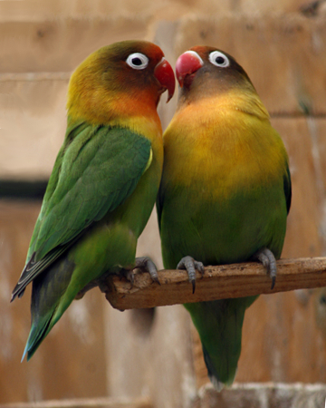 牡丹鸚鵡經常成雙成對（圖片：Wikipedia）