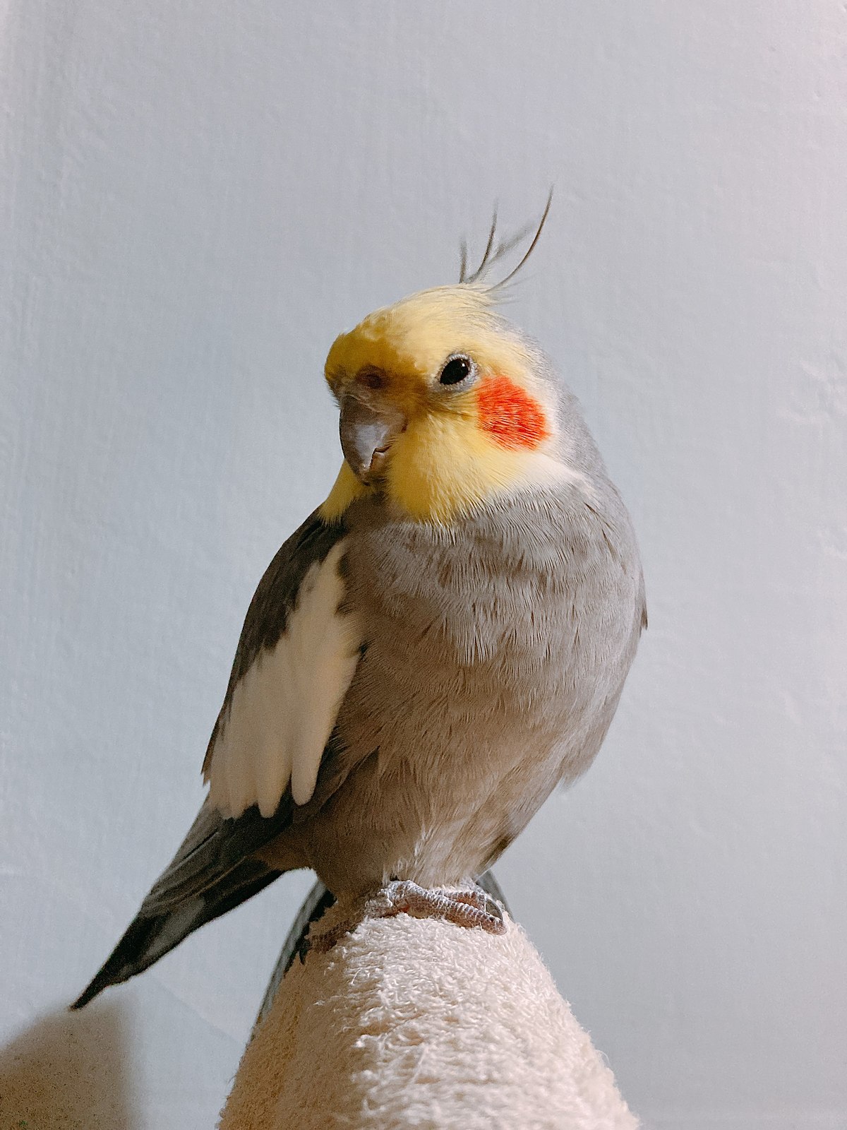 玄鳳鸚鵡外表十分可愛（圖片：Wikipedia）
