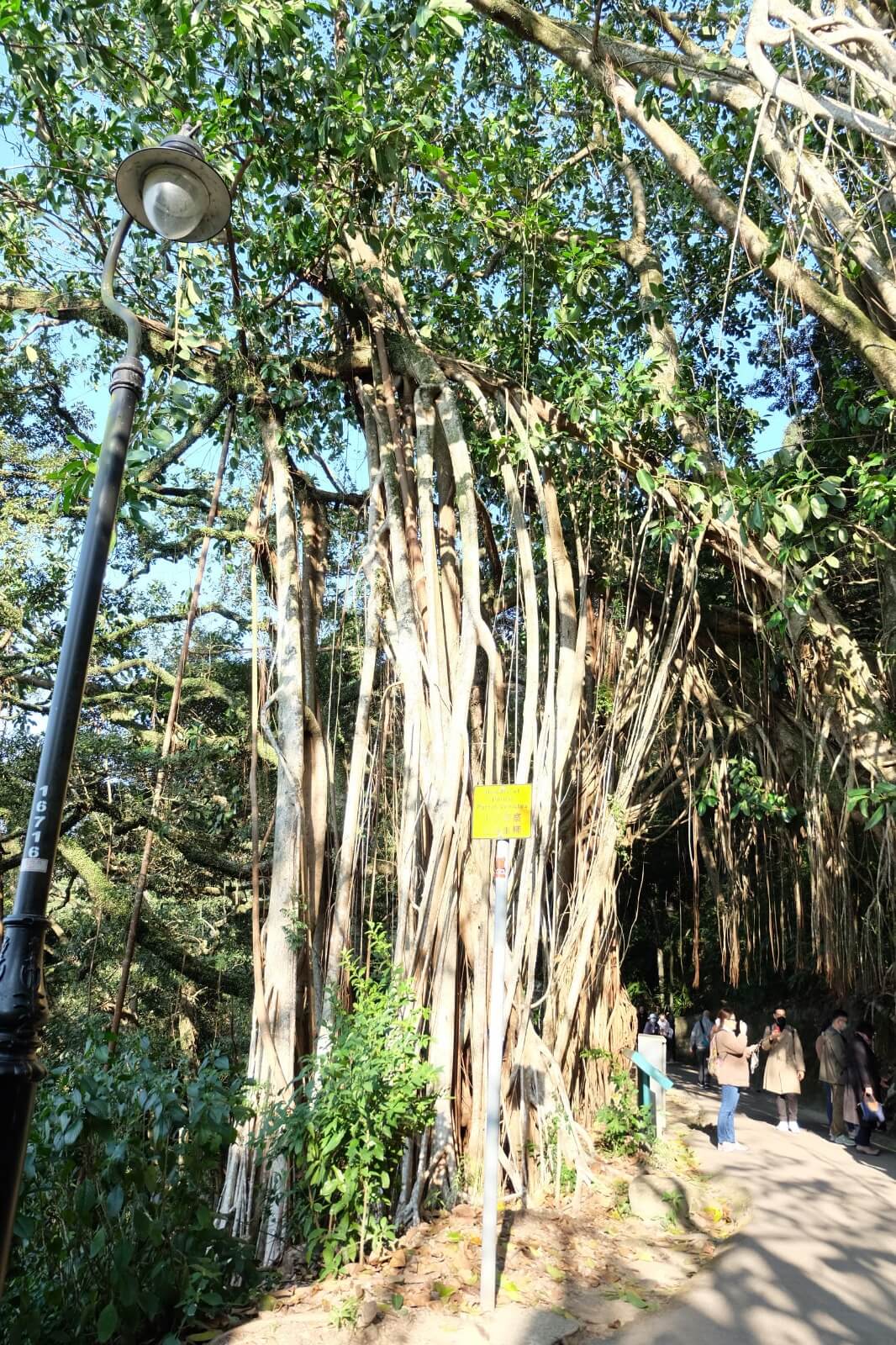 往盧吉道走，除了海景，還有拱門狀的印度榕觀賞